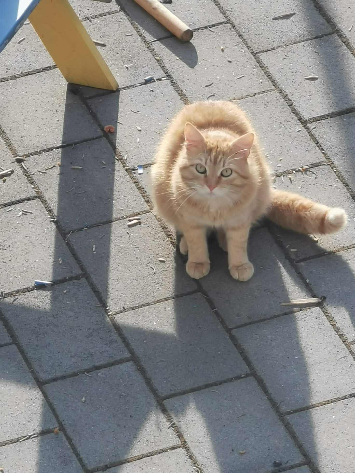  Katze rot (Frickental Niederstetten) 